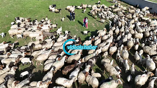 Baharın en güzel buluşması Ahlat'ta yaşandı koyunlar yavrularına koştu