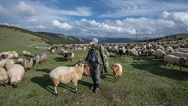 Bakan Yumaklı duyurdu: Hayvancılık destekleri çiftçilerin hesabında