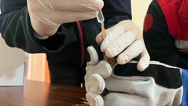 Balaban kuşuna uzanan şefkat eli