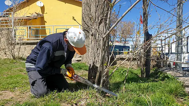 Başkale'de Park Ve Yeşil Alanlarda Ağaç Bakımı Ve Düzenleme Çalışmaları Hız Kazandı