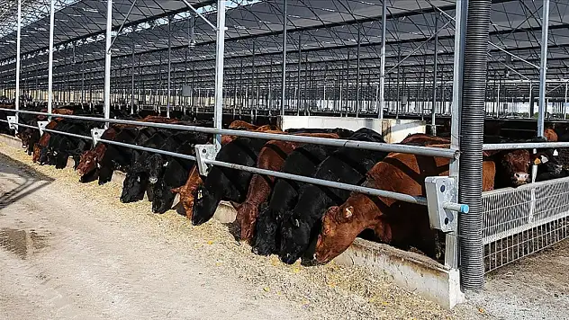 Besilik hayvan teslimatında son durum ne?