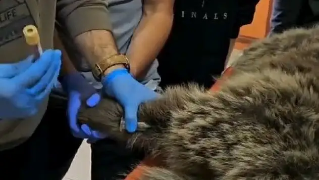 Bitkin halde bulunan bozayı, Sarıkamış'ta tedavi altına alındı