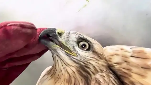 Bitkin halde bulunan kızıl şahin, Erzurum'da sağlığına kavuştuktan sonra doğaya salındı