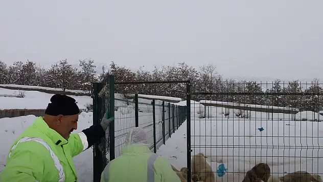 Bitlis Güroymak Belediyesi Can Dostlarını Önceliyor