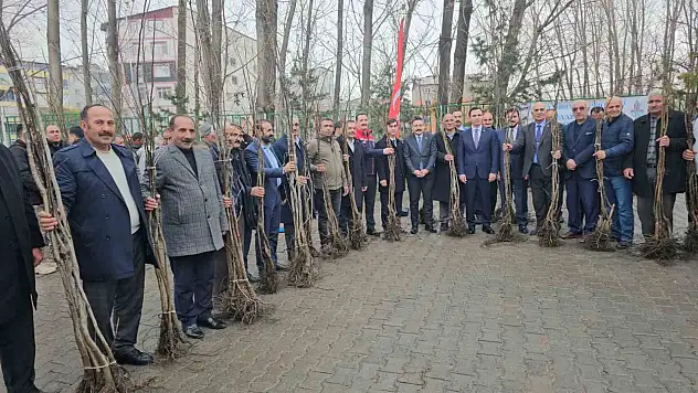 Bitlis'te 12 bin aşılı ceviz fidanı çiftçilere dağıtıldı, üretim gücü artırılacak
