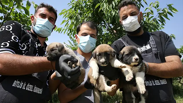 Bitlis'te 1984 sahipsiz köpek bakımevine alındı: 872'si kayıt altına alındı