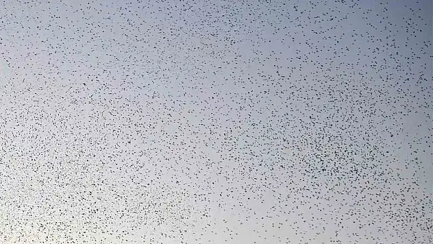 Bitlis'te Binlerce Kuşun Senkronize Dansı Görsel Şölen Oluşturdu