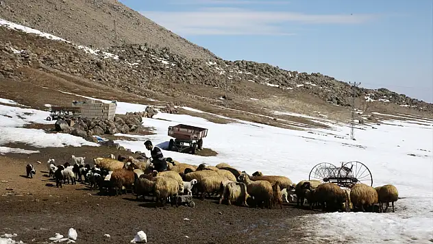 Bitlis ve Muş'ta besicilerin karla mücadelesi sürüyor