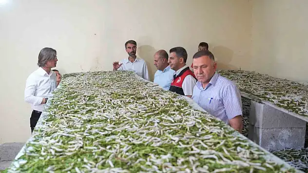 Böceklerle İlgilenmeyi Reddetti, Yüklü Gelir Elde Etti