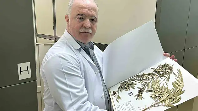 Cizre'de bulunan zeytin ağaçları, Nuh'un Gemisi'nin Cudi Dağı'nda olduğunu kanıtlıyor