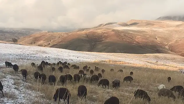 Dede Maksut Köyü'nde hayvanlar kış ayında otlanmaya devam ediyor