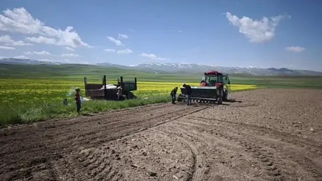 Diyadin'de 30 dekarlık alanda kuru fasulye ekimi gerçekleştirildi