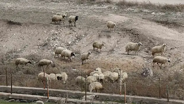 Diyadin'de besicilerin ilkbahar mesaisi başladı