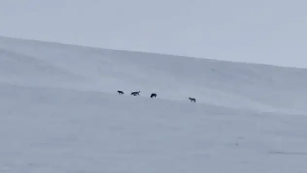 Diyadin'de kar altında kurt sürüsü kameralara yansıdı