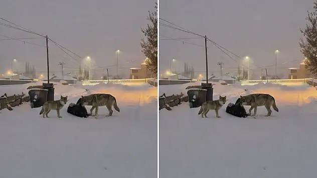 Diyadin'de karla kaplı sokakta kurtlar görüntülendi