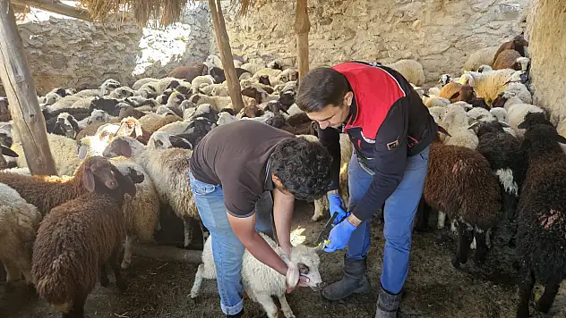 Diyadin'de küçükbaş hayvanlara aşılama ve küpeleme çalışması