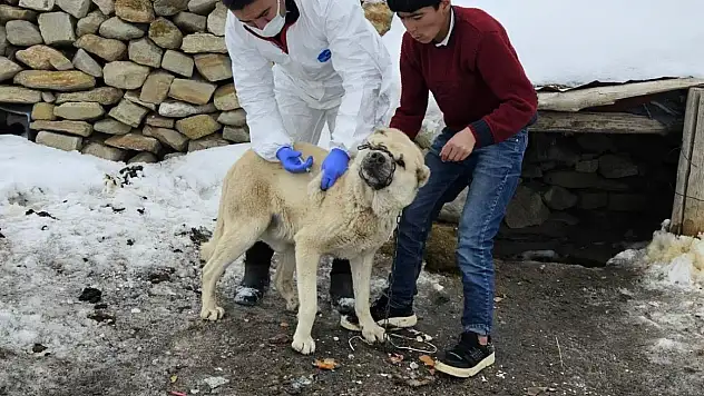 Diyadin'de kuduzla mücadele hız kazandı