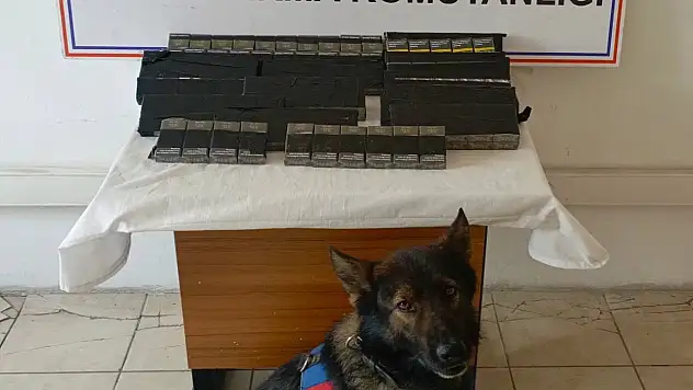 Diyadin'de tırın yemek bölümünde kaçak sigara ele geçirildi