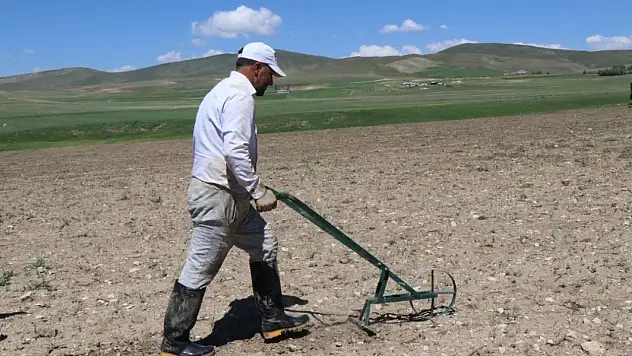 Diyadin'in Boyalan köyünde tarım ve hayvancılık atağı