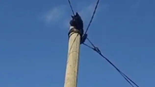 Diyarbakır'da direkte mahsur kalan kedi kurtarıldı