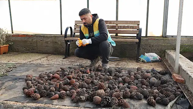 Diyarbakır'da kozalaklardan fidan üretiliyor