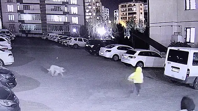 Diyarbakır'da sahipsiz köpek saldırısı: 3 yaralı
