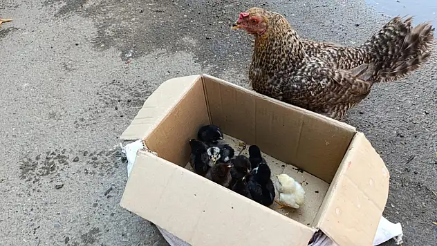 Doğal yollarla yetiştirilen tavuk ve civcivler Ağrı pazarında alıcı buluyor