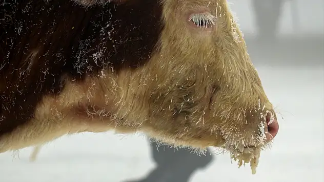 Doğu buz kesti: Ağrı merkezli 5 ilde yaşam eksiye düştü