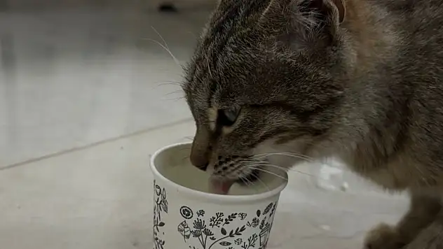 Doğubayazıt Belediyesi'ne sığınan hamile kedi koruma altına alındı