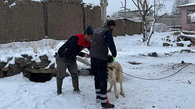 Doğubayazıt'ta hayvan sağlığı için yoğun mesai