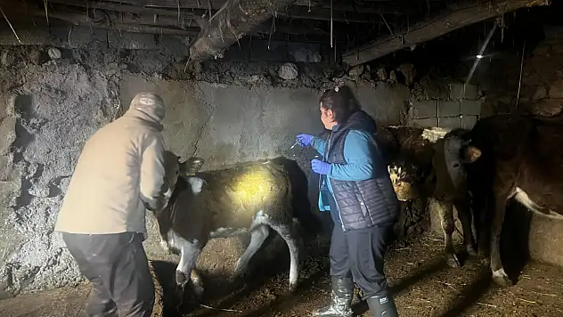 Doğubayazıt'ta hayvancılık için kritik süreç devam ediyor