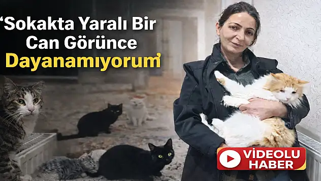 Doğubayazıt'ta bu evin kapısı çalındığında 'Miyav' sesleri yükseliyor