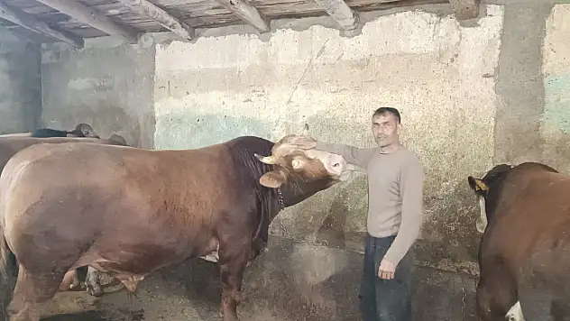 Doğubayazıt'ta kurbanlıklarda hisse sayısı arttı