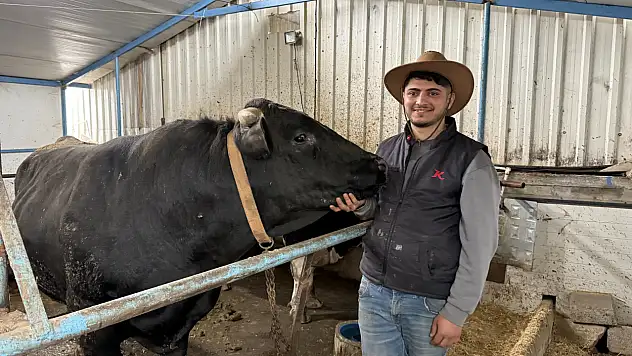 Doğubayazıt'ta özel besiyle büyütülen dev tosunlar Sakarya'da ilgi odağı oldu