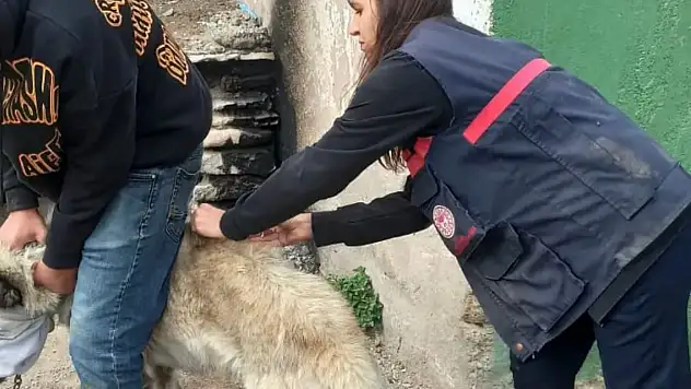 Doğubayazıt'ta sahipsiz hayvanlar çipleniyor, kuduz aşısı yapılıyor
