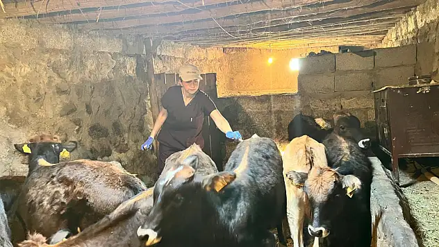Doğubayazıt'ta şap hastalığına karşı yoğun mücadele