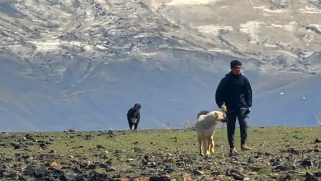Doğubayazıt'ta tabiat baharla birlikte canlanıyor