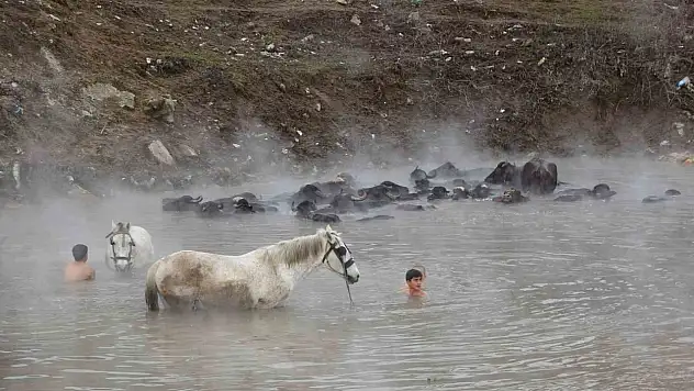 Dondurucu soğukta termal suya giren mandalar şaşırttı