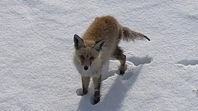 Dronu fark eden tilki soluğu ininde aldı