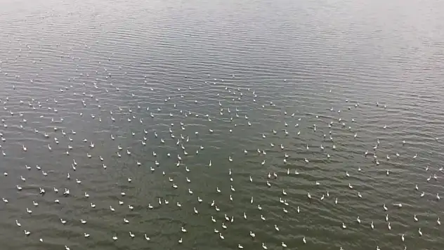 Erçek Gölü'nün Narin Misafirleri Flamingolar Dönüş Yaptı