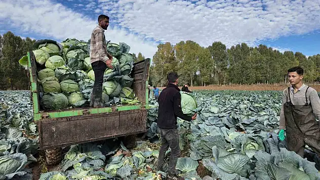 Erciş'te Coğrafi Tescilli Lahana Hasadı Başladı, Çiftçilerin Kazanç Kapısı Oldu