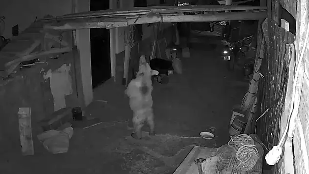 Erzurum'da ayı korkusu: Mahalle sakinleri çözüm bekliyor