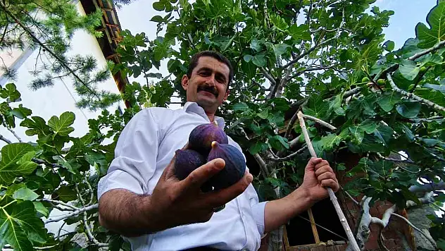 Erzurum'da Bursa karası inciri, sert iklimde büyük meyve vererek ilgi odağı oldu!