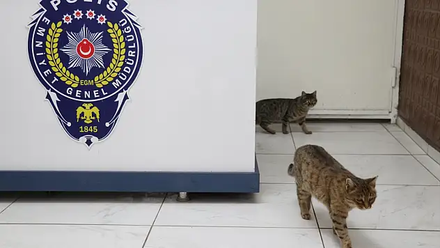 Erzurum'da donmaktan kurtarılan kediler polis merkezinin maskotu oldu