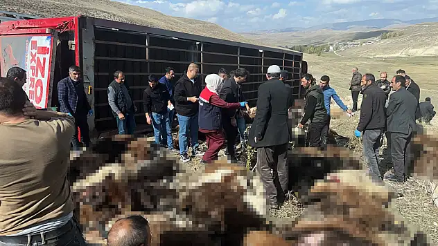 Erzurum'da hayvan yüklü tır devrildi: 130 küçükbaş hayvan telef oldu
