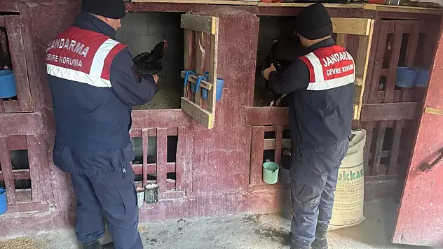 Erzurum'da horoz dövüştüren 3 kişiye ceza yağdı