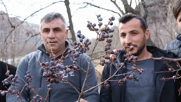 Erzurum'da kar yağarken hurma dalda kaldı