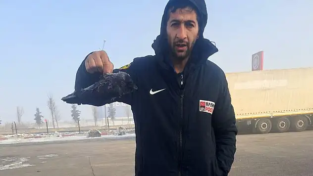 Erzurum'da karga soğuktan dondu