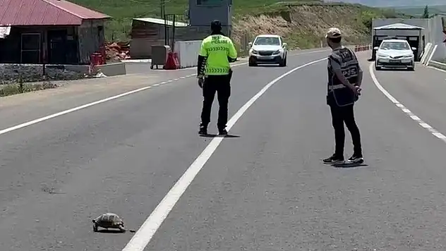 Erzurum'da polis memuru gönülleri fethetti: Kaplumbağa için trafiği durdurdu