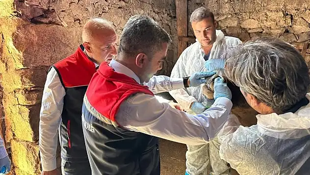 Erzurum'da şap virüsü için aşılama seferberliği başlatıldı!